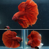 Blood Red Over Halfmoon Tail - Live Aquarium Male Betta Fish